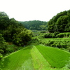 山あいの田んぼ