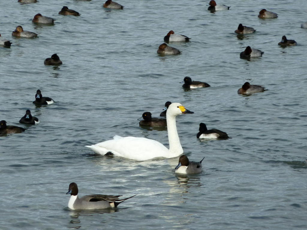 白鳥の湖