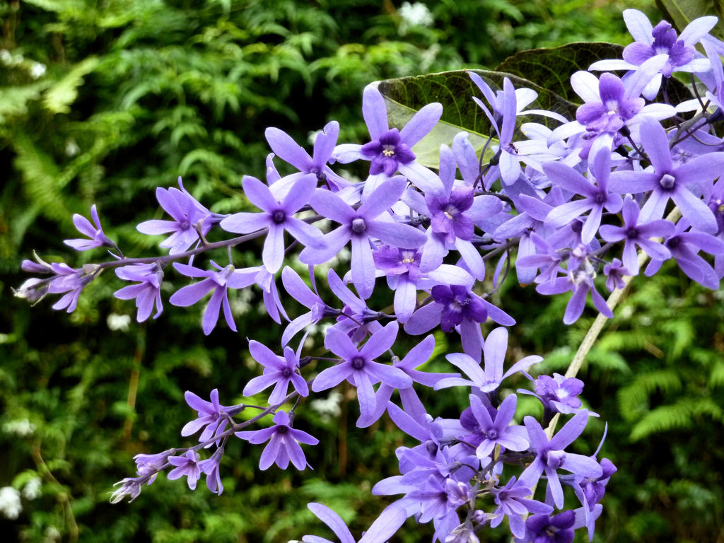 Purple in the park