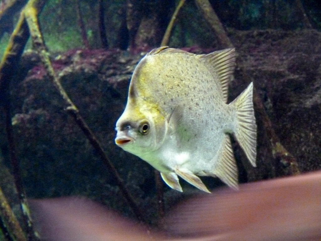 淋しい熱帯魚