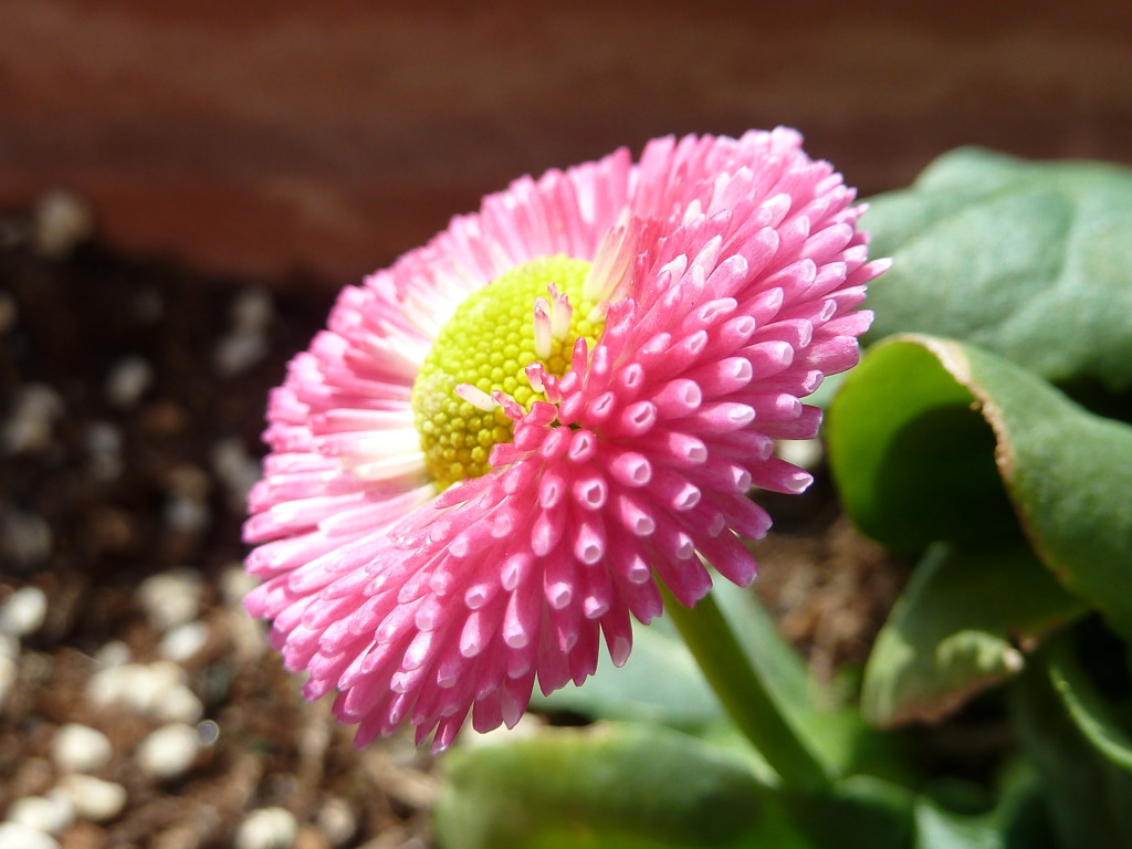 雛菊