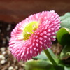 雛菊