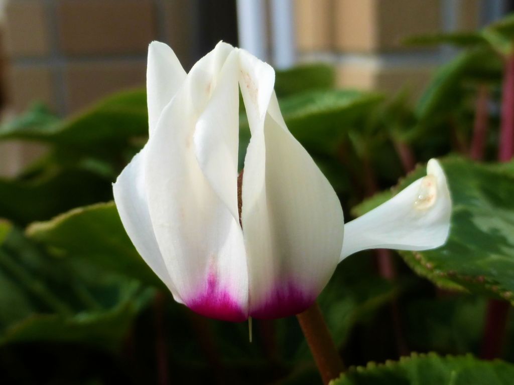 ミニシクラメン開花　2014