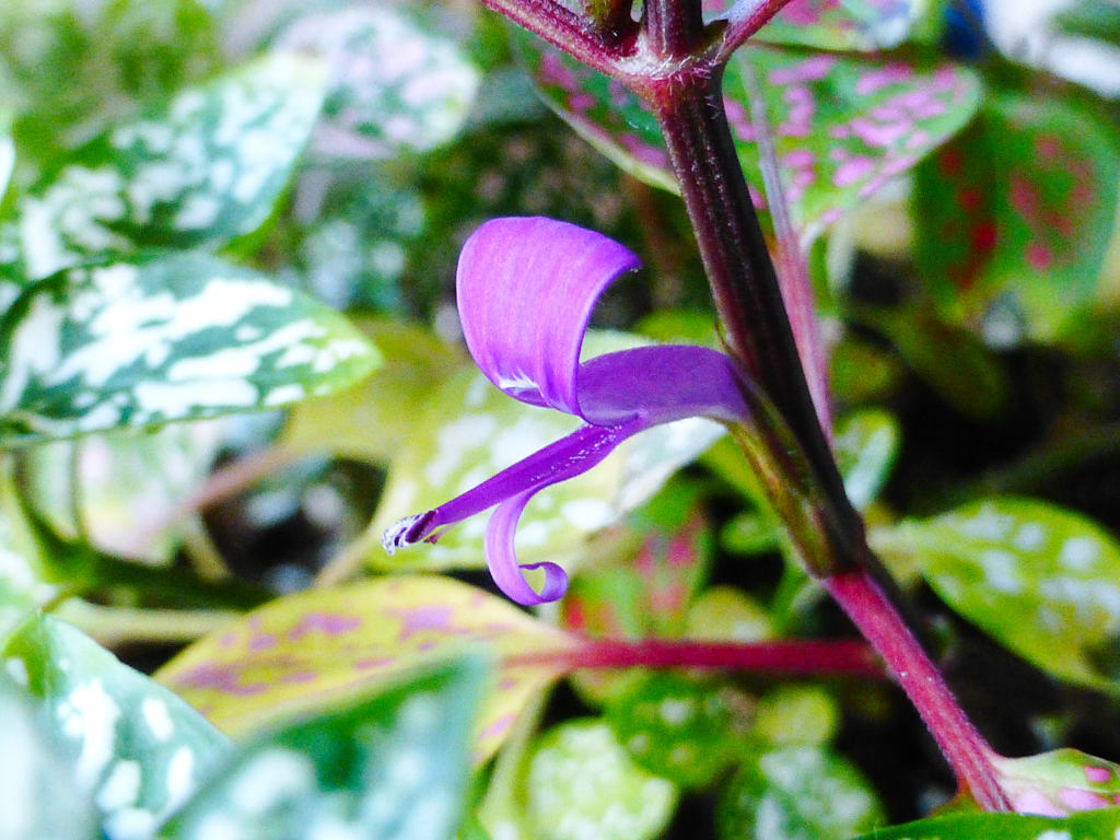 観葉植物の花