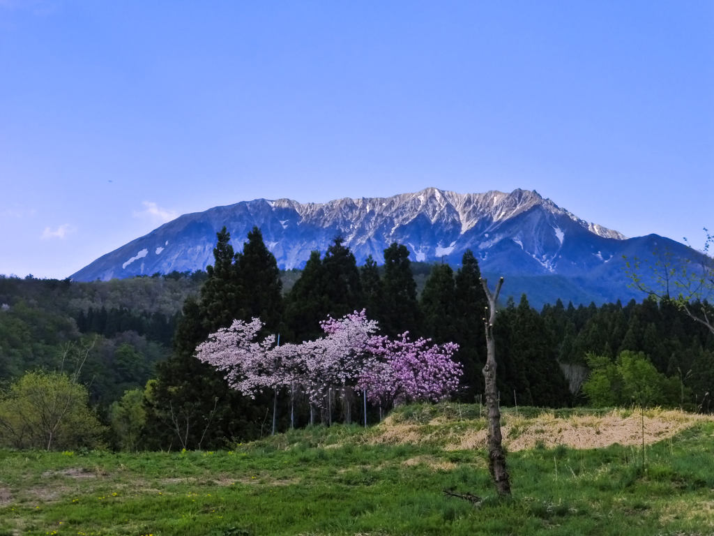 桜と大山