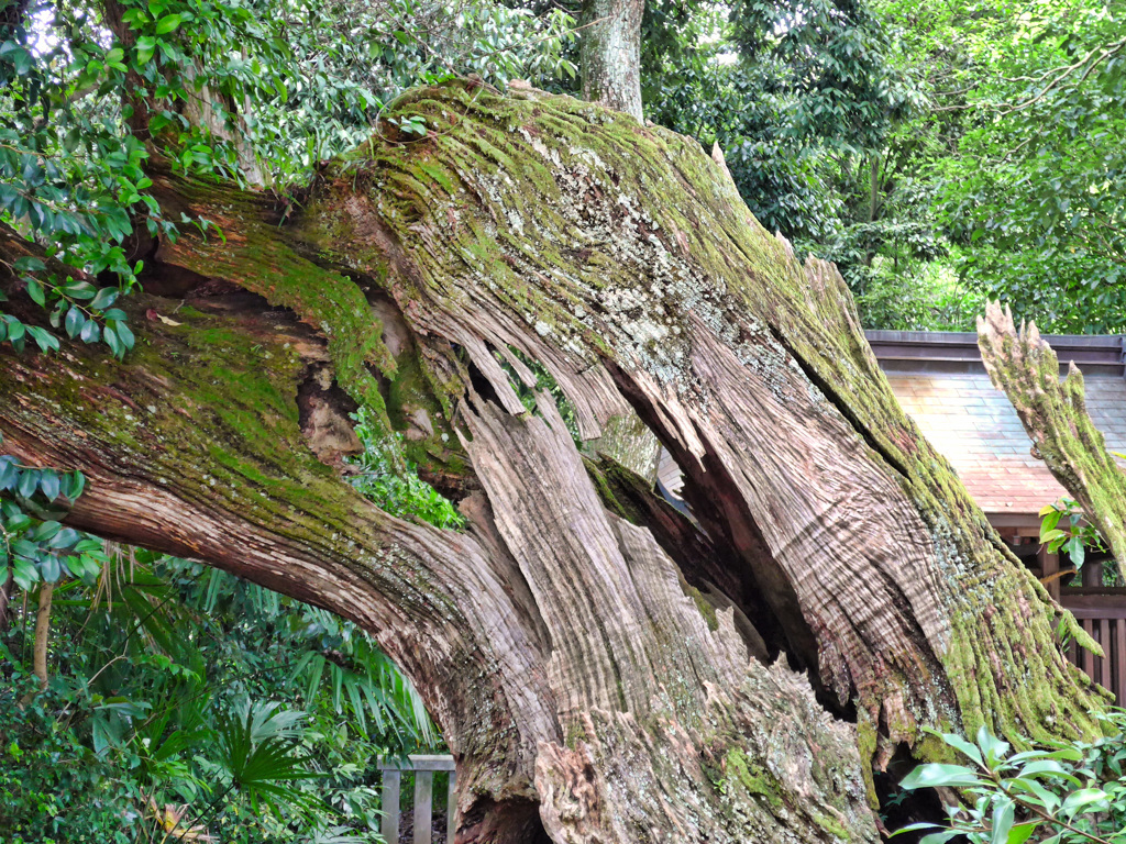 大三島　大山祇神社 楠の木 part3