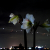 夜のアマリリス＜＜ナチュラルバージョン＞＞