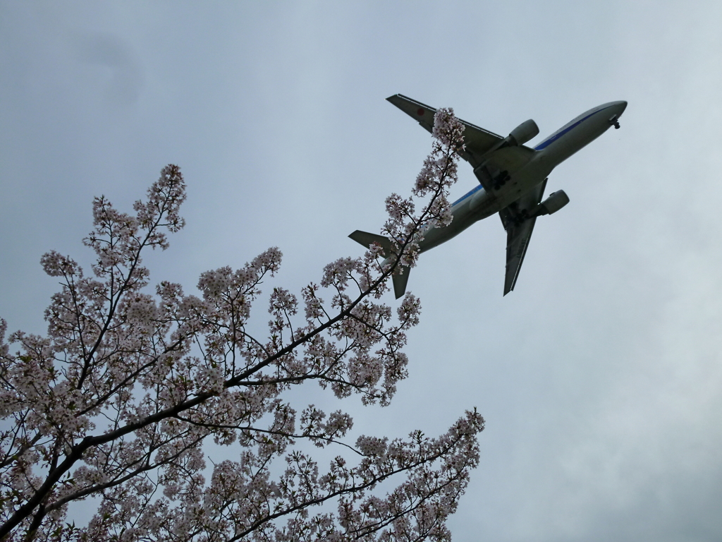 桜ジェット