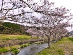 川沿い桜