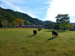 牧場の朝