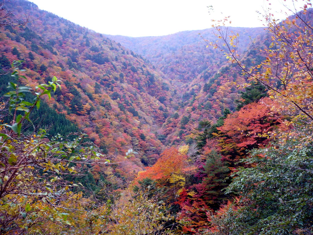 荒野龍神