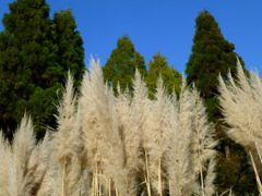 タカノハススキ