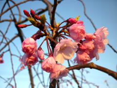 ハナ垂れ桜