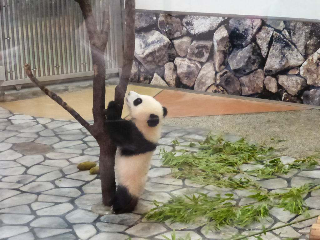 赤ちゃんパンダの木登り