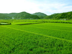 大阪の田園風景