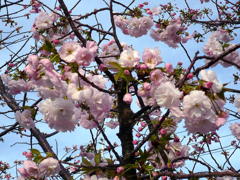 桜１号