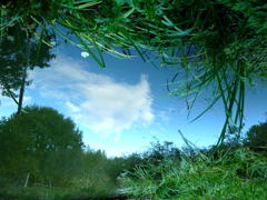 The Reflex