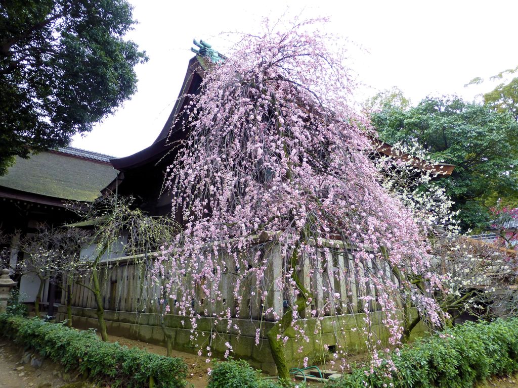 道明寺天満宮梅林　３