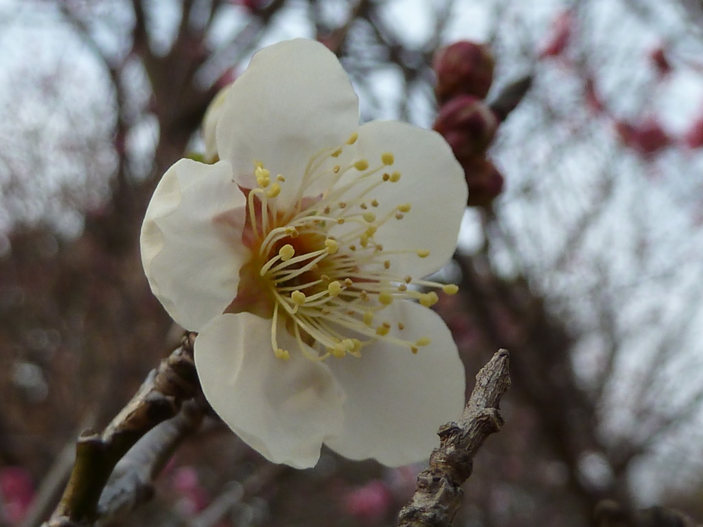 花びらの白い色は恋人の色　なつかしい白百合は恋人の色　ふるさとのあの人のあの人の
