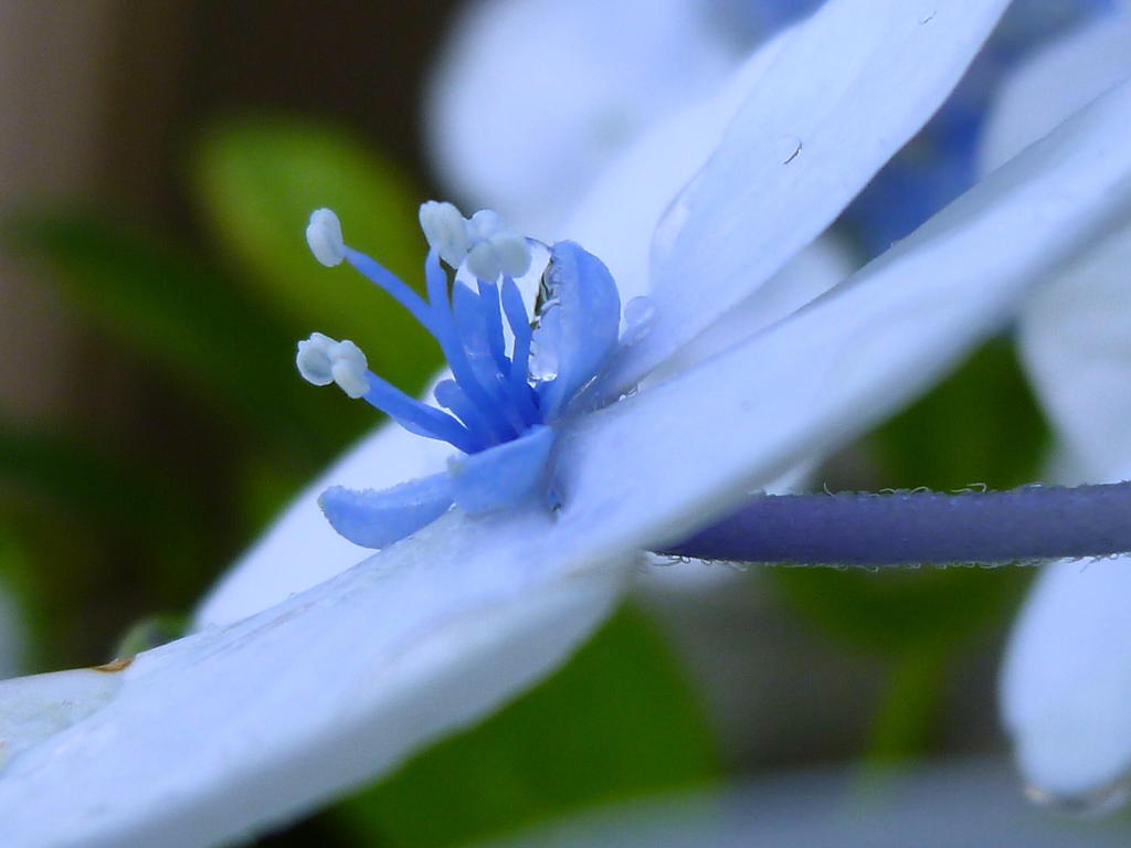 一花繚乱