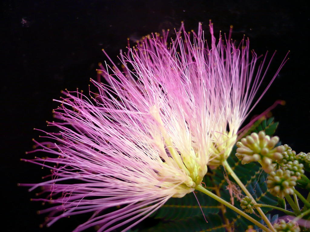 ねむの木花火