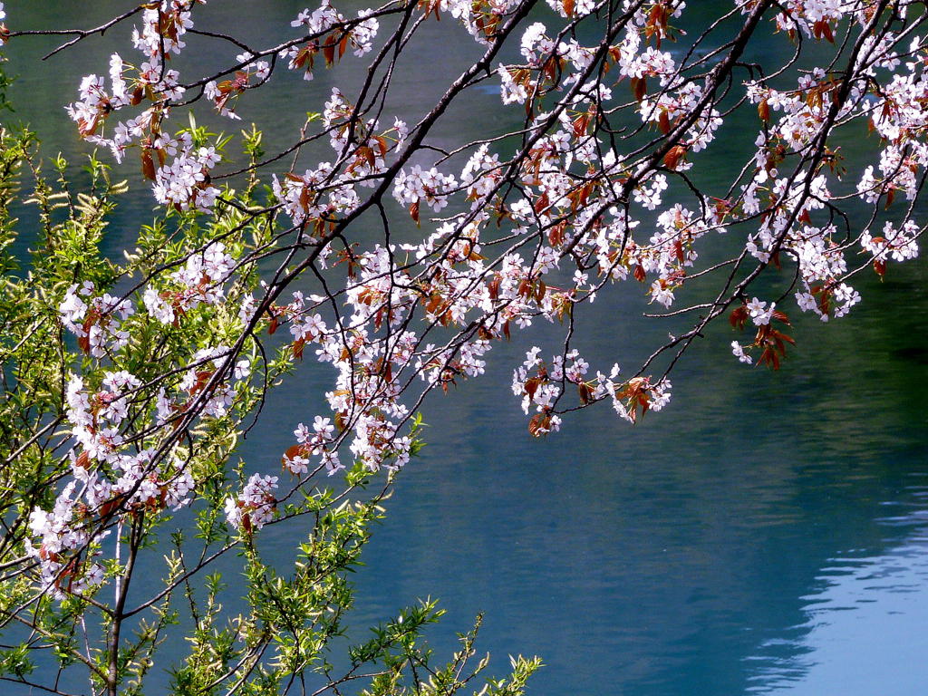 湖畔桜