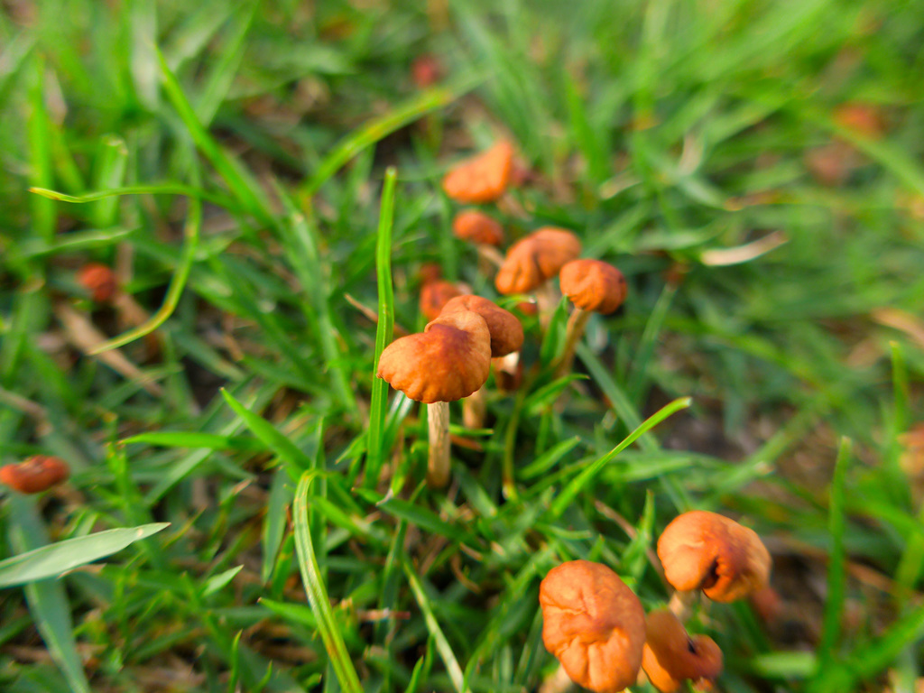 きのこ　＠大三島