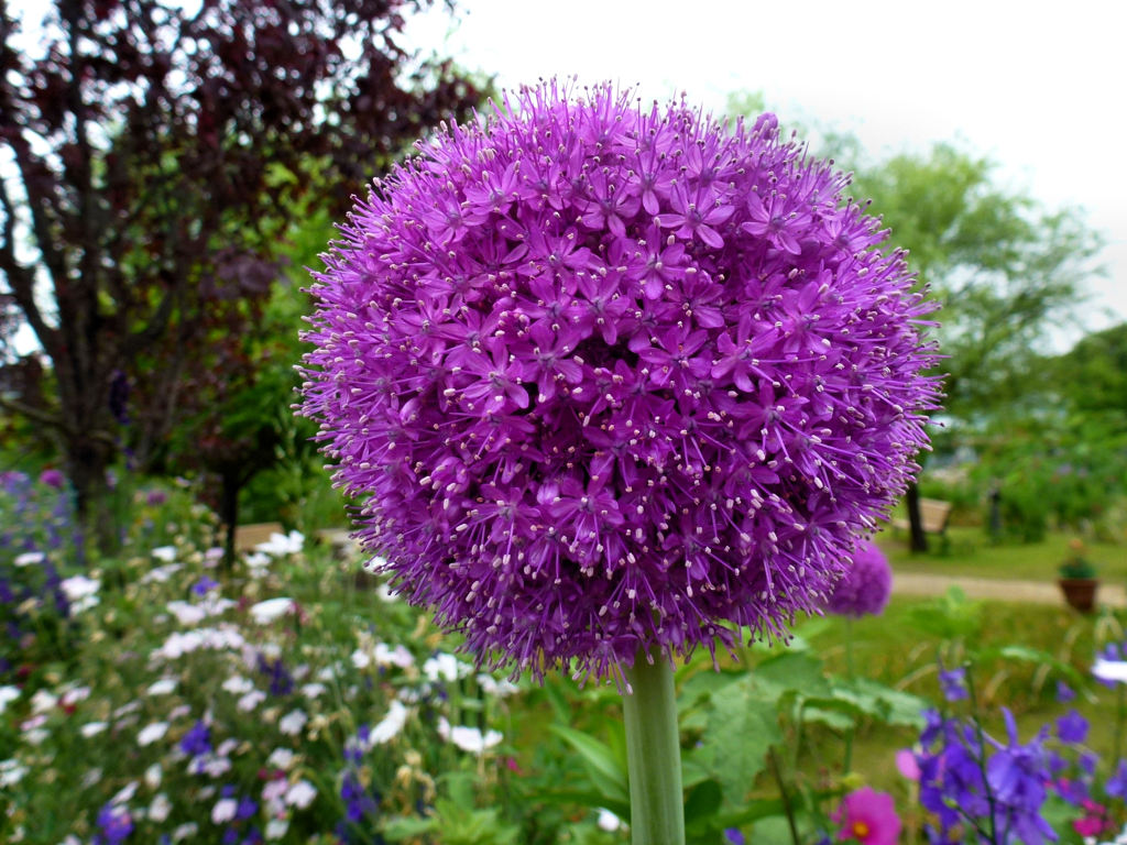 Purple Ball