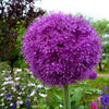 Purple Ball