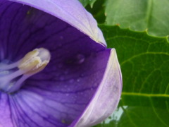 桔梗開花の瞬間４