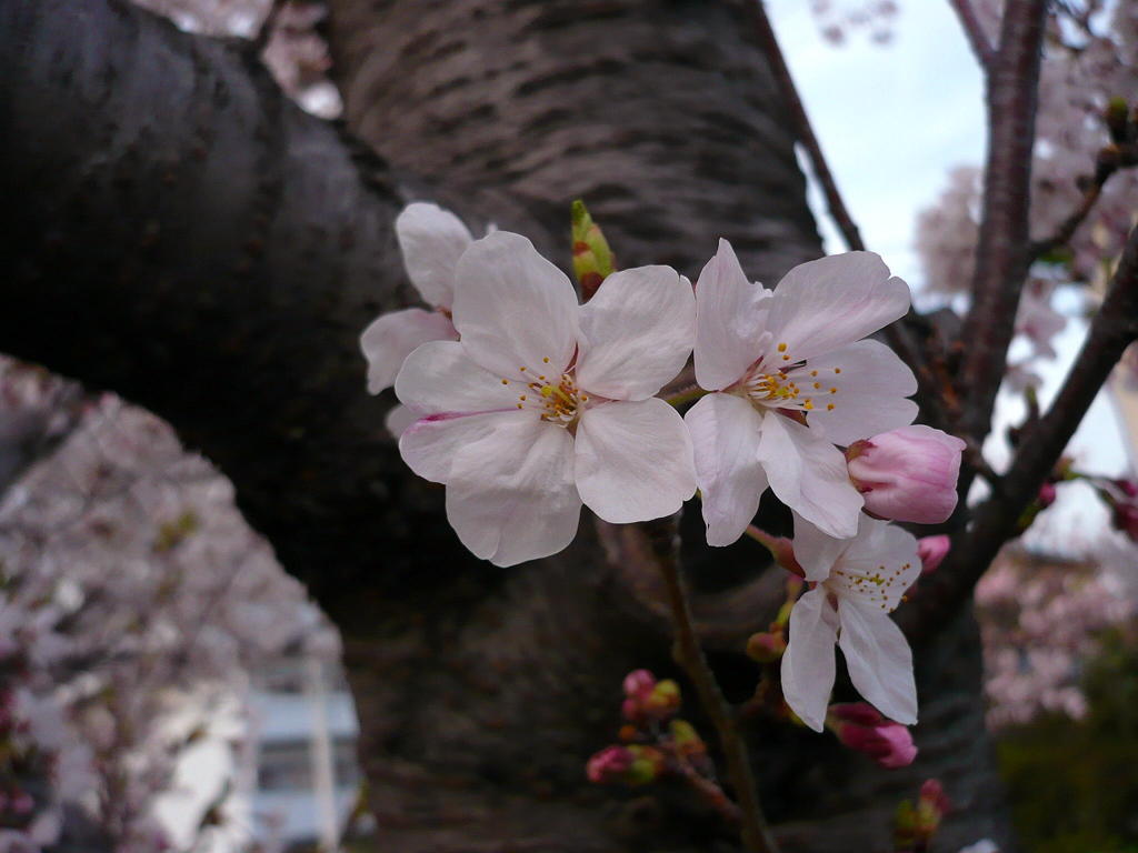 桜９号