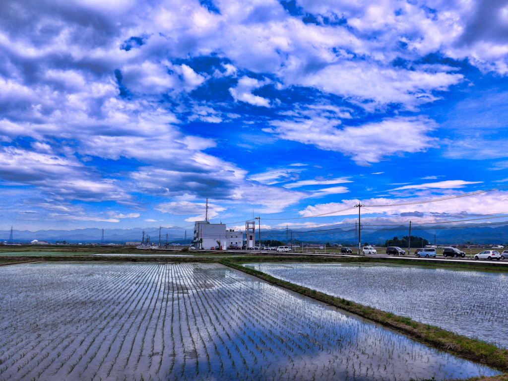 5月の田んぼ＠加賀温泉