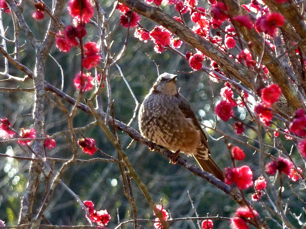 花見鳥