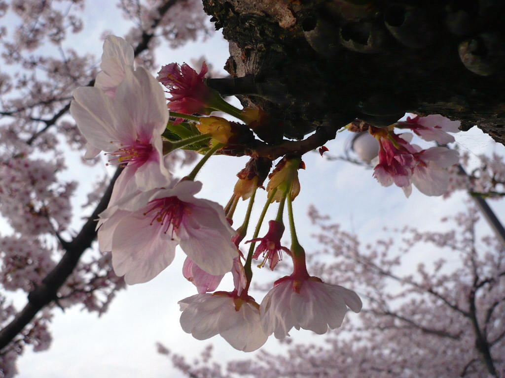 桜７号