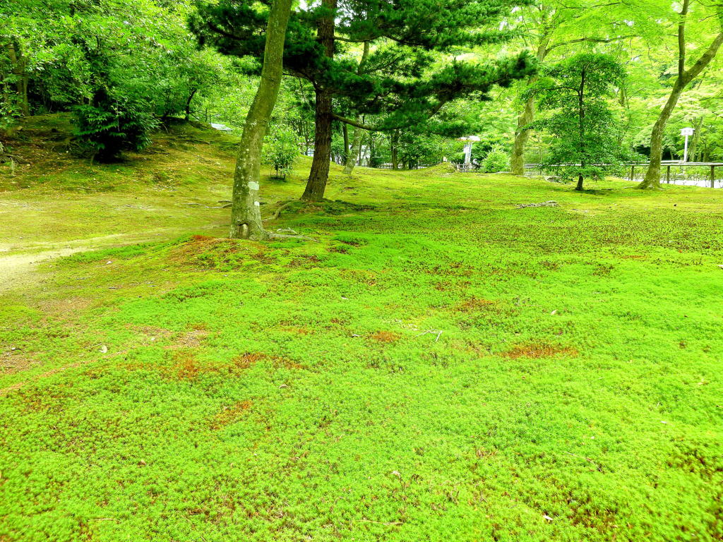 苔のムースまで