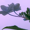 花柄の傘をどうぞ