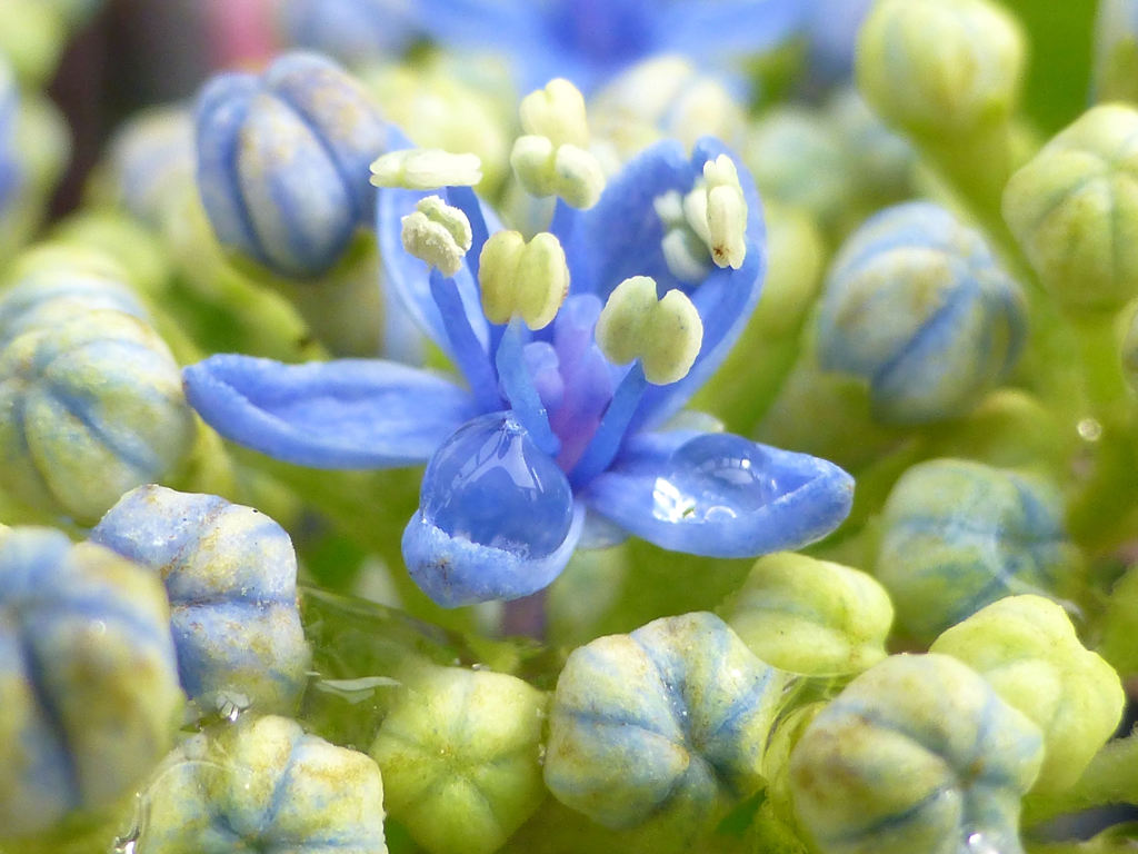 紫陽花の季節　２０１３