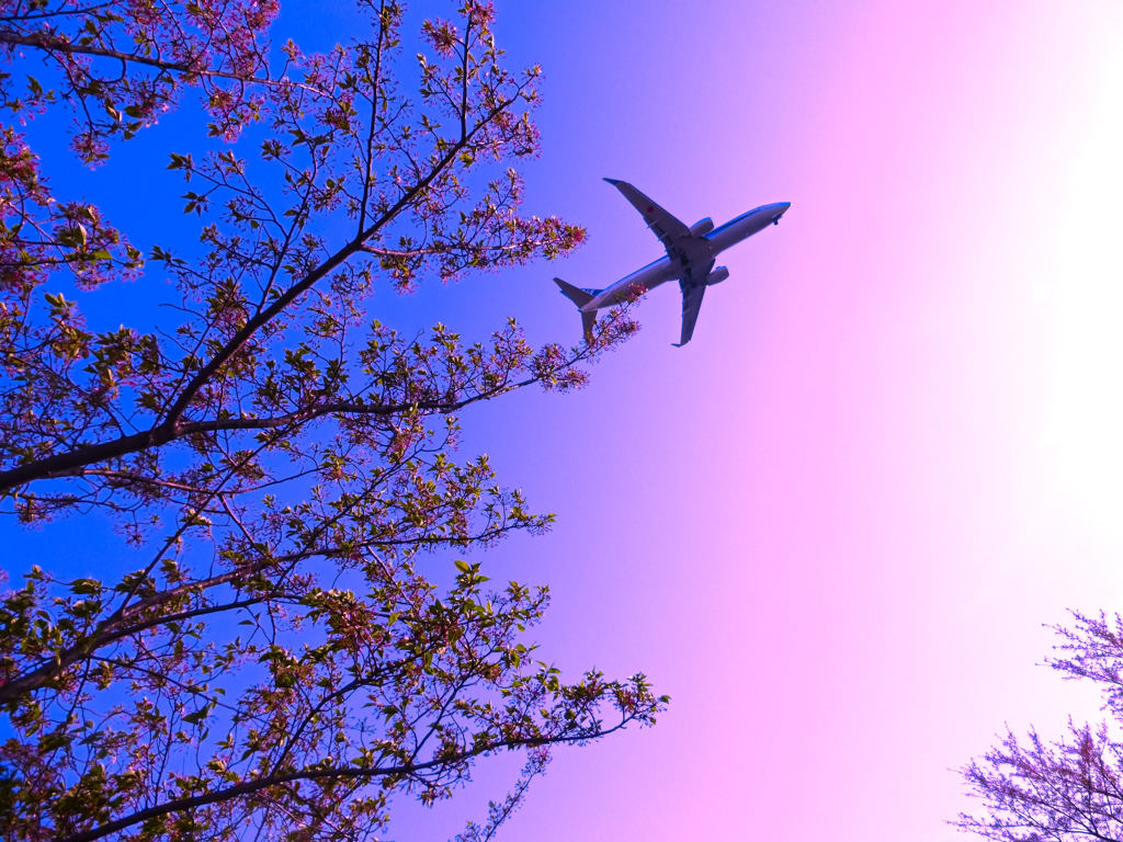 桜と飛行機