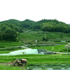 大阪の農村風景