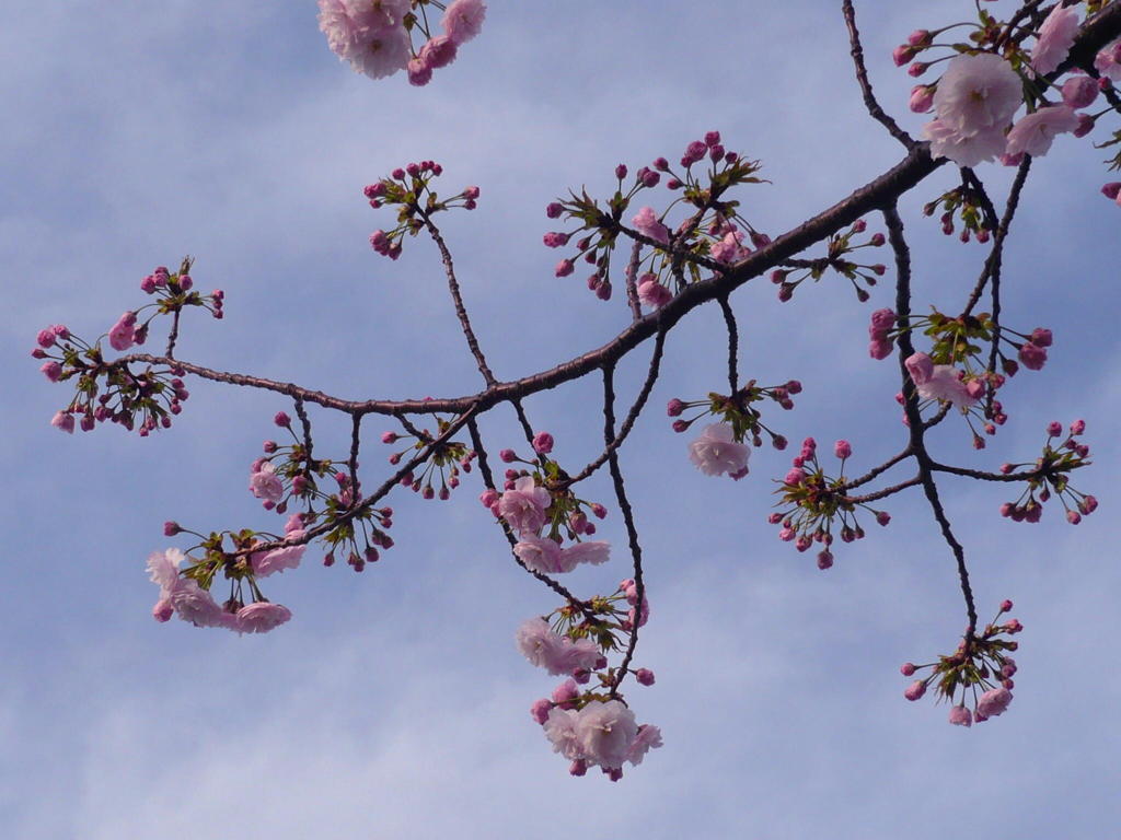 桜２号