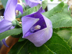 桔梗開花の瞬間１