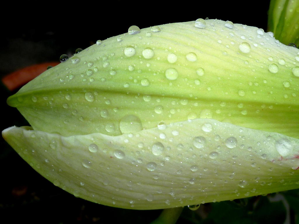 雨リリス