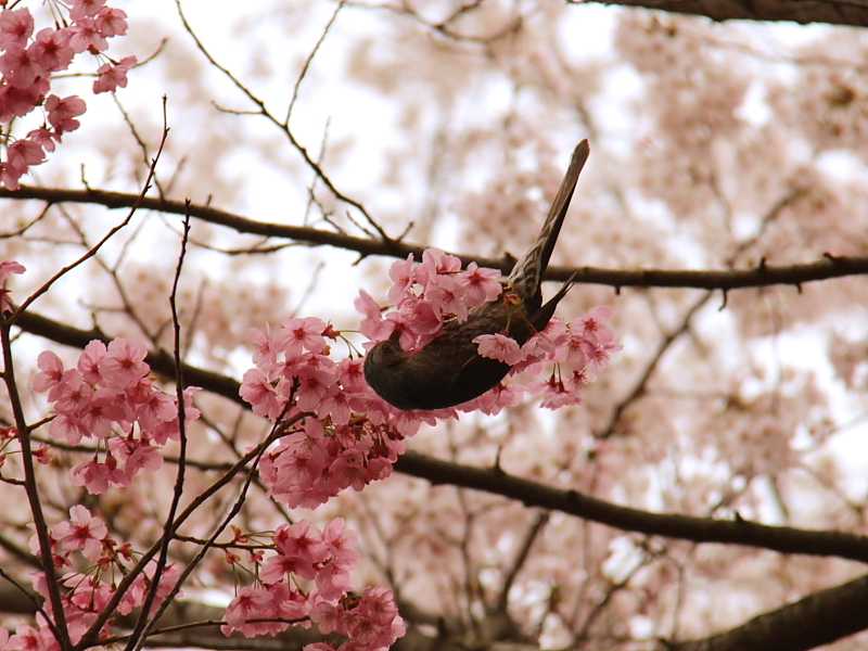 Cherry Bird