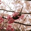 Cherry Bird