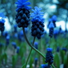 Blance(Family is Blue...)