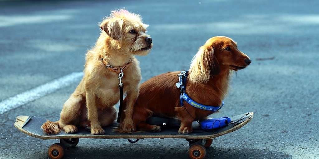 skate2dog