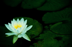 lotus, focus,