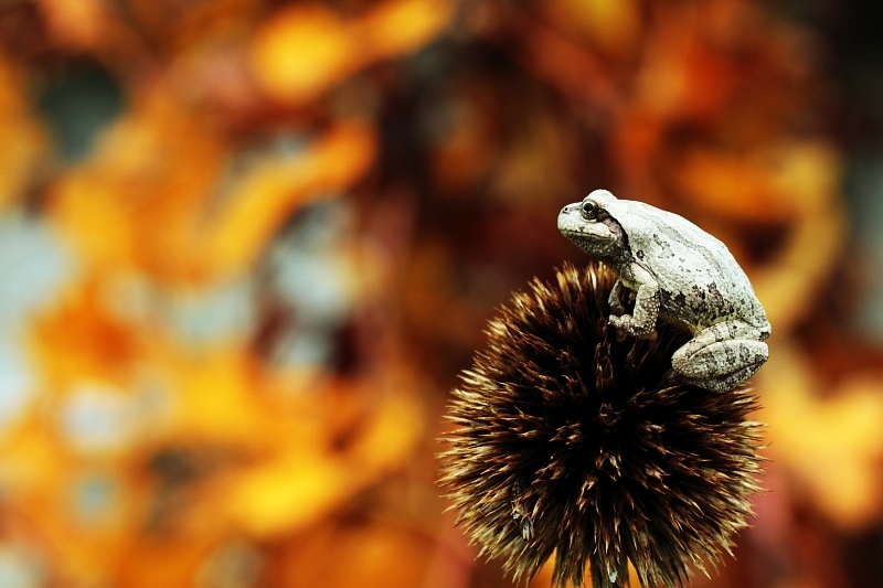 autumn cosmic