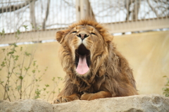眠たいライオン