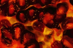 pomegranate(croquis)